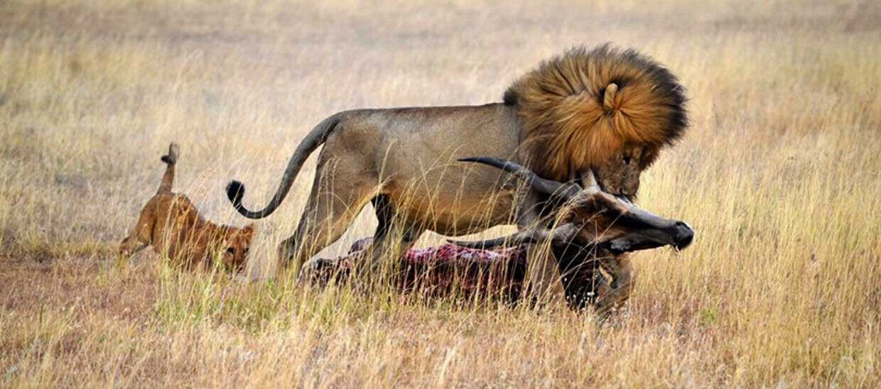 Tarangire, Lake Manyara & Ngorongoro